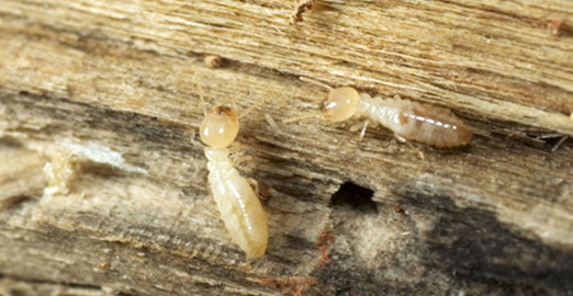 Traitement termites bois 74