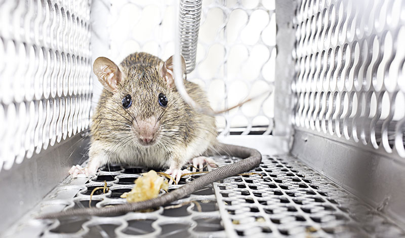Dératisation cage à rats