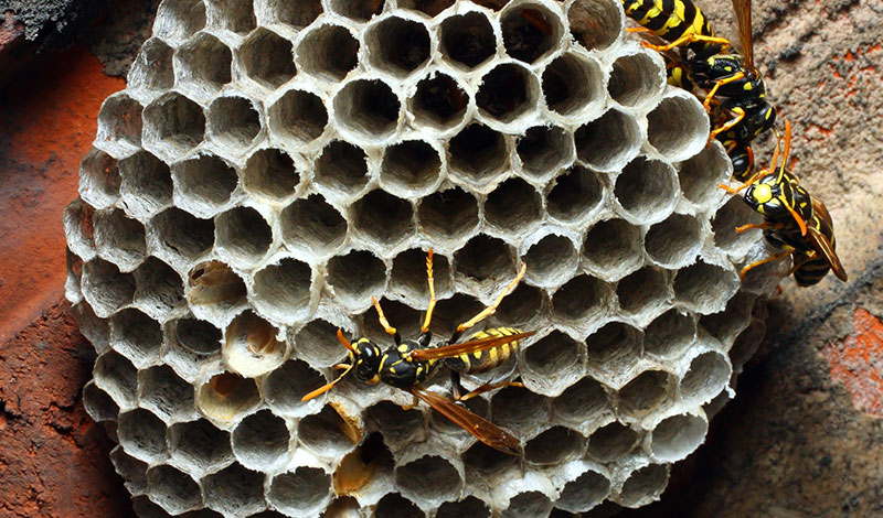 Destruction des nids de guêpes