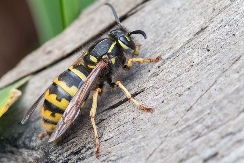 Piqûre d'insectes