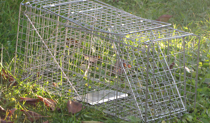 Vente de Piège à fouines Location Destructeurs en Haute-Savoie (74)